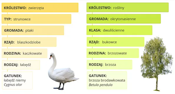 Co to jest systematyka w biologii? Odkryj porządek życia!