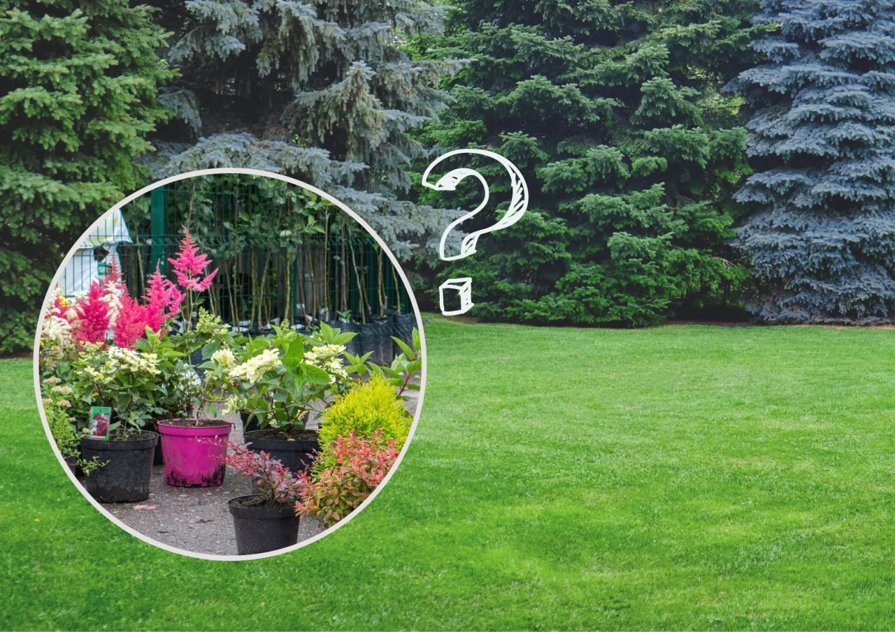 Co posadzić pod tujami w cieniu? Sprawdzone rośliny do ogrodu