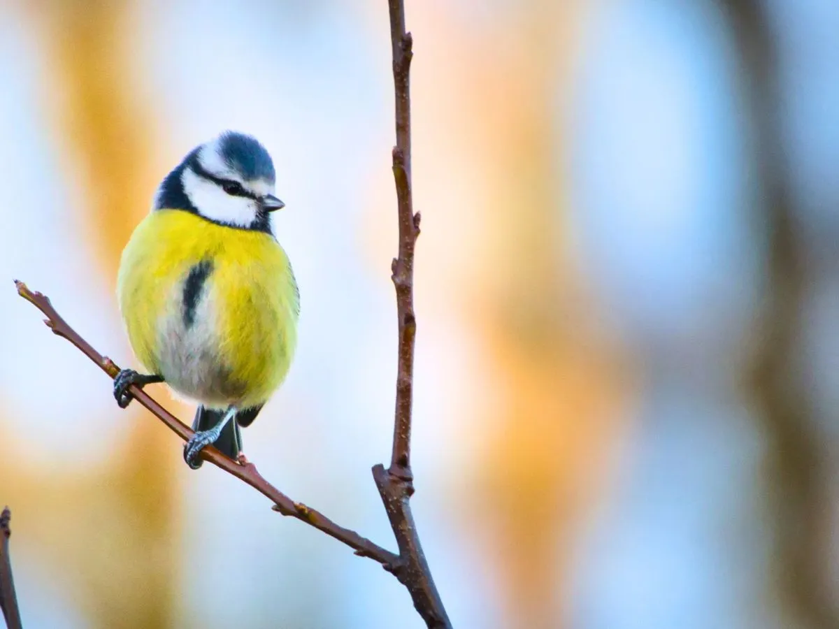 Gdzie zimują sikorki w Polsce? Sekret ich przetrwania i jak pomóc