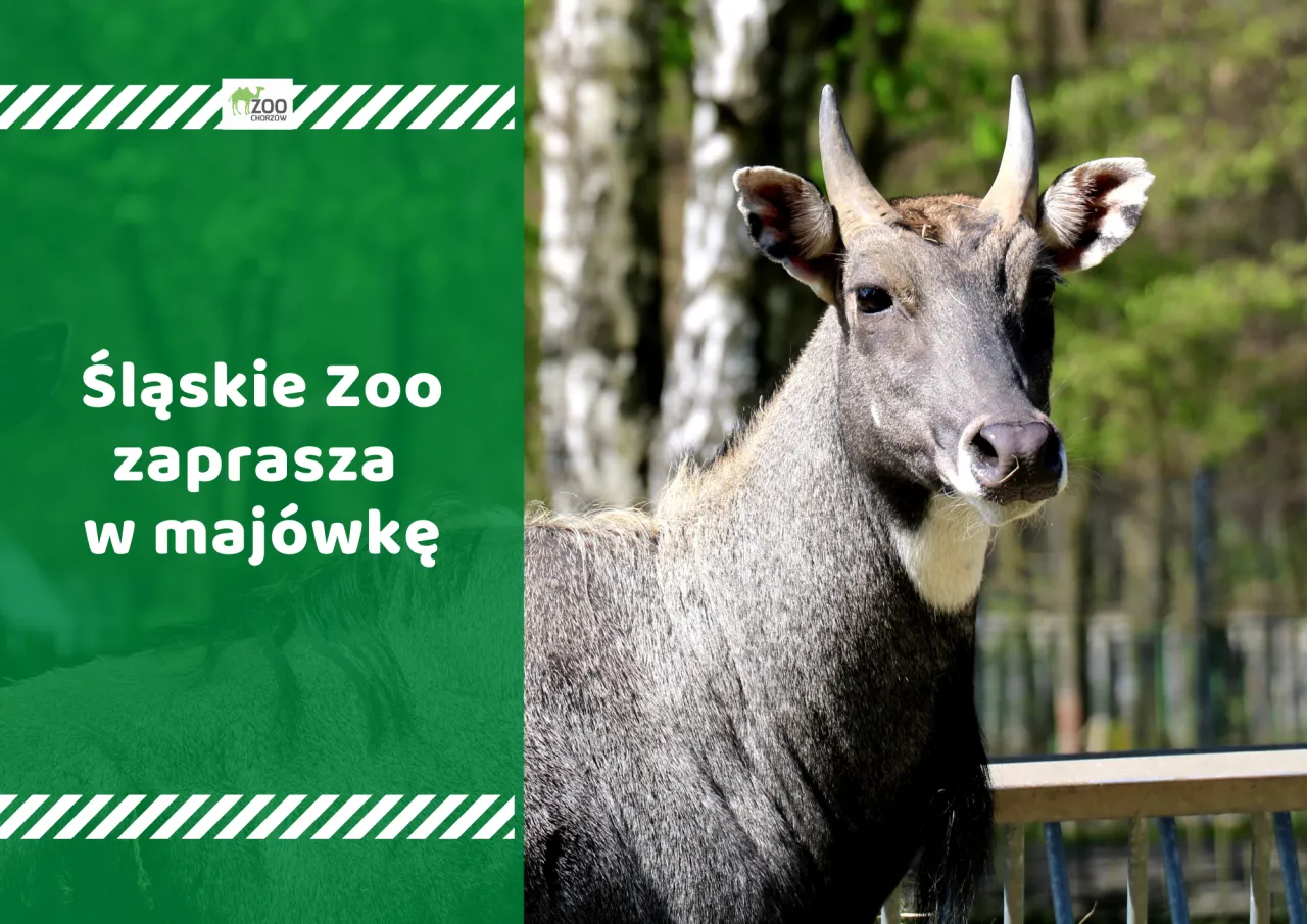 Śląskie ZOO 2026: Cennik, godziny, dojazd zaplanuj idealną wizytę! Śląskie ZOO 2026: Cennik, godziny, dojazd zaplanuj idealną wizytę!