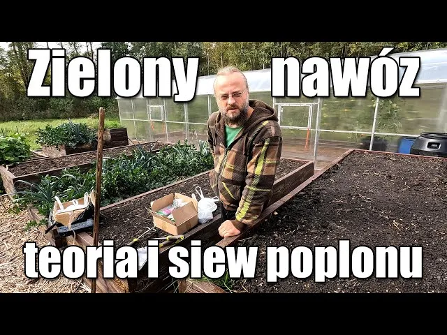 Kiedy siać żyto na nawóz zielony, aby uniknąć błędów w uprawie?