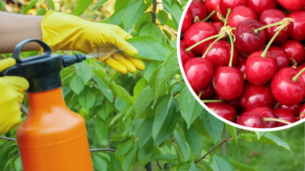 Kiedy opryskujemy czereśnie, aby skutecznie chronić je przed szkodnikami?