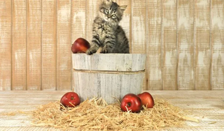 Czy koty mogą jeść jabłka - poznaj bezpieczne zasady podawania owoców