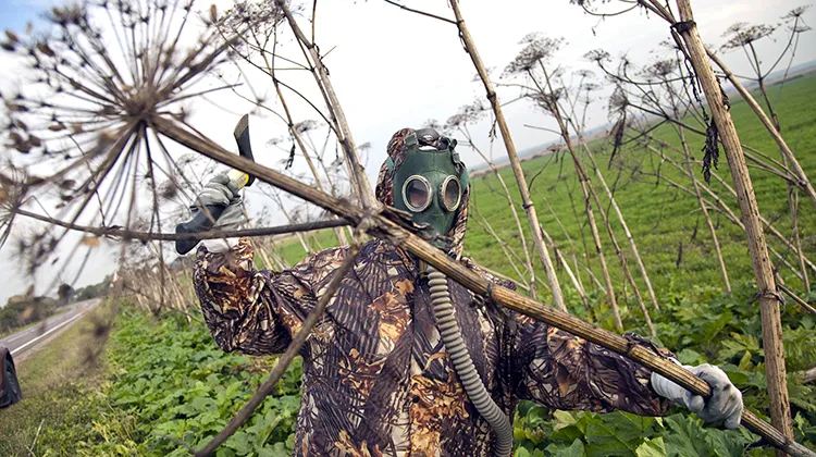 Chwast Sosnowskiego: Jak unikać jego niebezpieczeństw i skutków