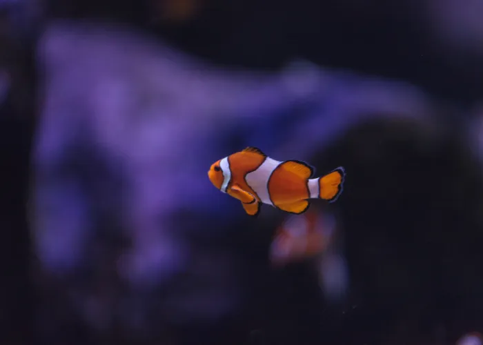 Rybka Nemo jaki to gatunek? Poznaj tajemnice błazenka plamistego
