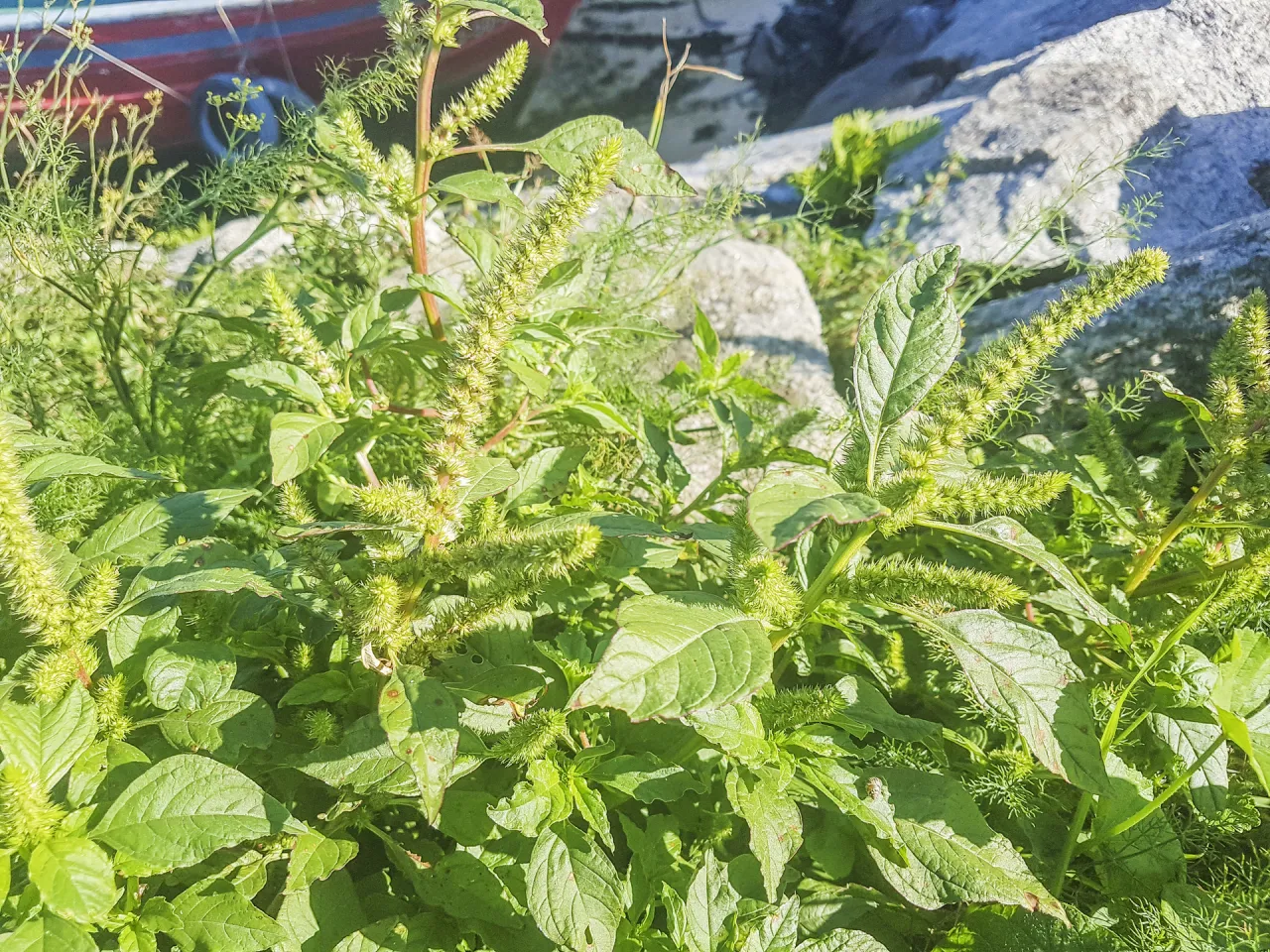 Jak lebioda chwast wpływa na plony i jakie ma właściwości?