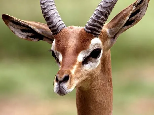 Czym jest antylopa i jak się żywi? Odkryj fascynujące fakty