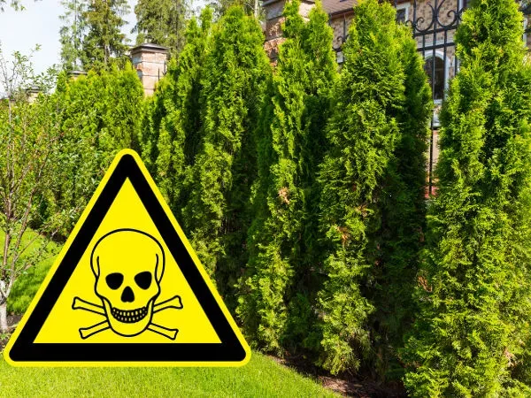Czy tuja jest trująca dla psa? Objawy zatrucia, które musisz znać