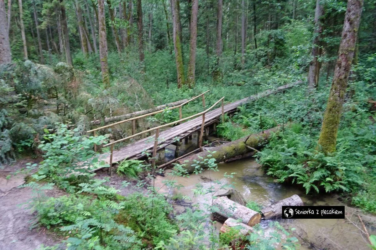 Rezerwat Zwierzyniec: Który wybrać? Roztocze i 2 inne miejsca!