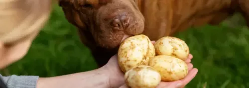 Czy psy mogą jeść gotowane ziemniaki? Odkryj zdrowe zasady żywienia