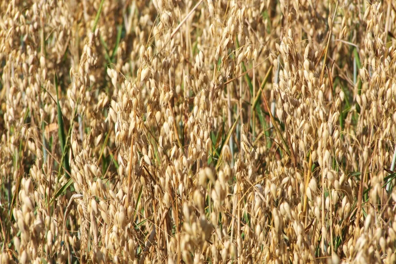 Owies: Dawki NPK. Ile i kiedy nawozić dla wysokiego plonu?