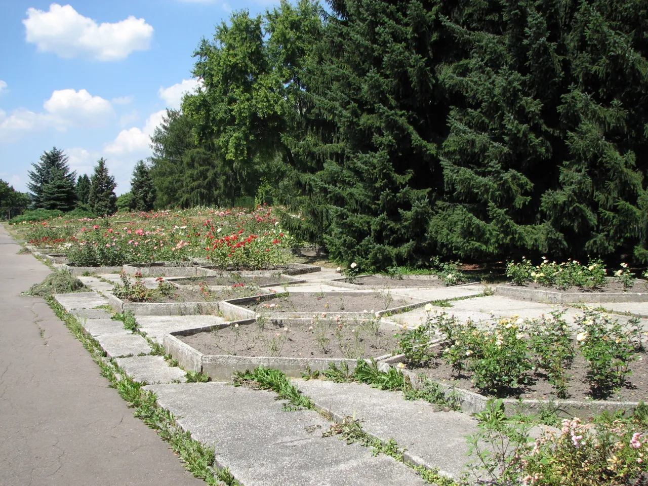 Rosarium Park Śląski: Największy ogród różany w Polsce przewodnik Rosarium Park Śląski: Największy ogród różany w Polsce przewodnik