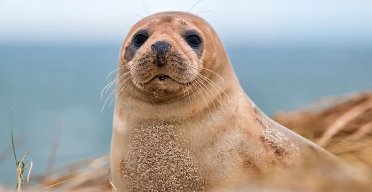Foki nad Bałtykiem gdzie: najlepsze miejsca na ich obserwację
