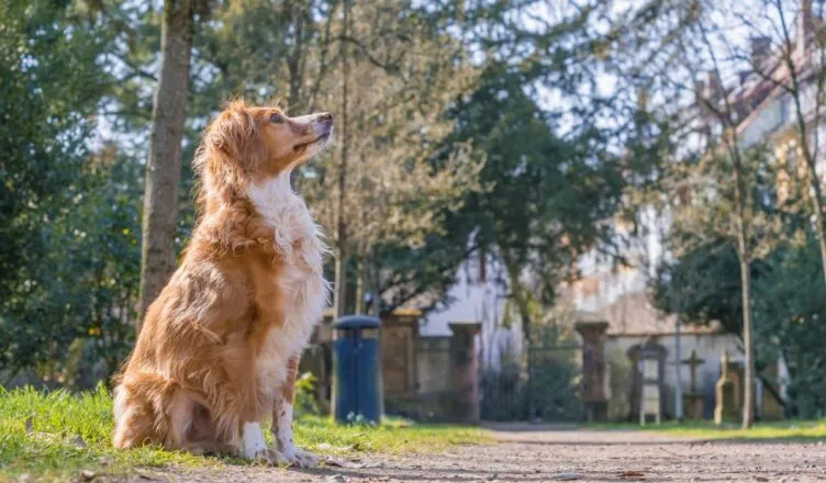 Czy na cmentarz można wejść z psem? Sprawdź lokalne przepisy