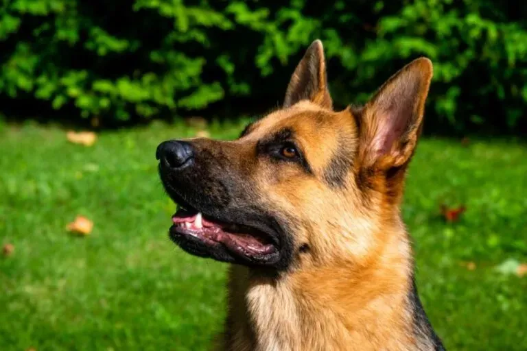 Owczarek niemiecki: Ile posiłków dziennie? Zapobiegaj skrętowi żołądka!