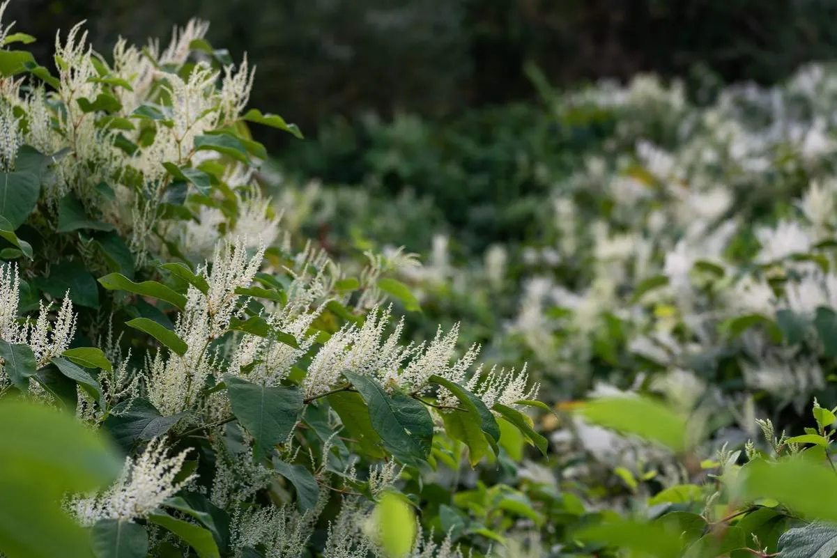 Jak skutecznie zwalczyć rdestowiec chwast i chronić ogród przed inwazją