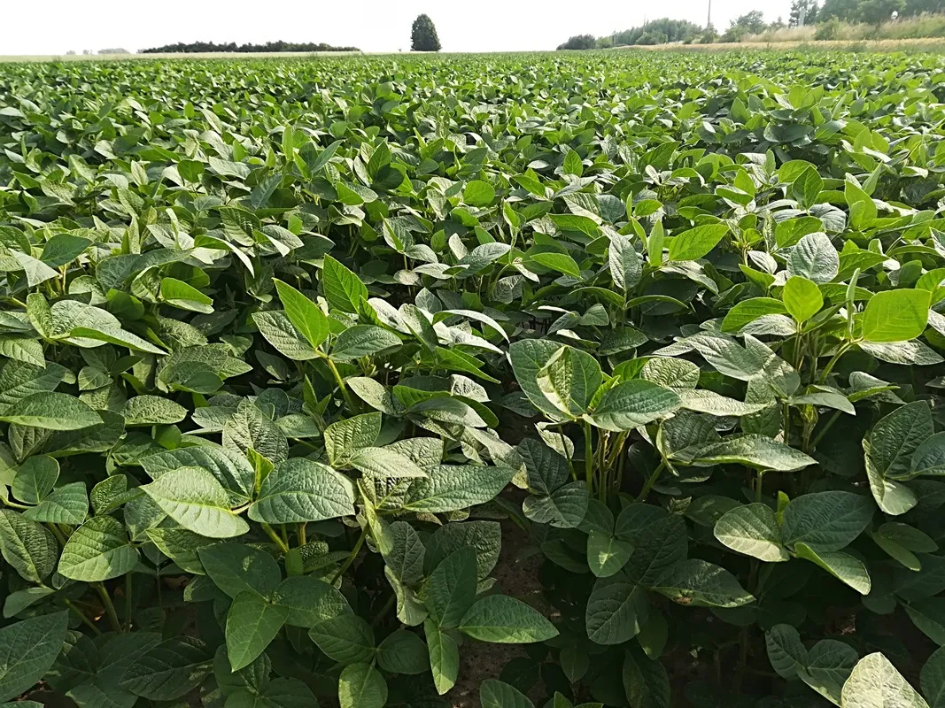 Jak kwitnie soja - kluczowe czynniki wpływające na proces kwitnienia