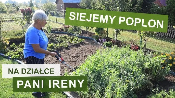 Jak siać poplon? Kompletny przewodnik po terminach, gatunkach i dopłatach.