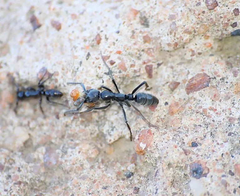 Mrówki kotwy wbijane – wszystko, co musisz wiedzieć o ich zastosowaniach