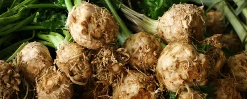 Czy pies może jeść seler? Bezpieczne wskazówki i potencjalne ryzyko