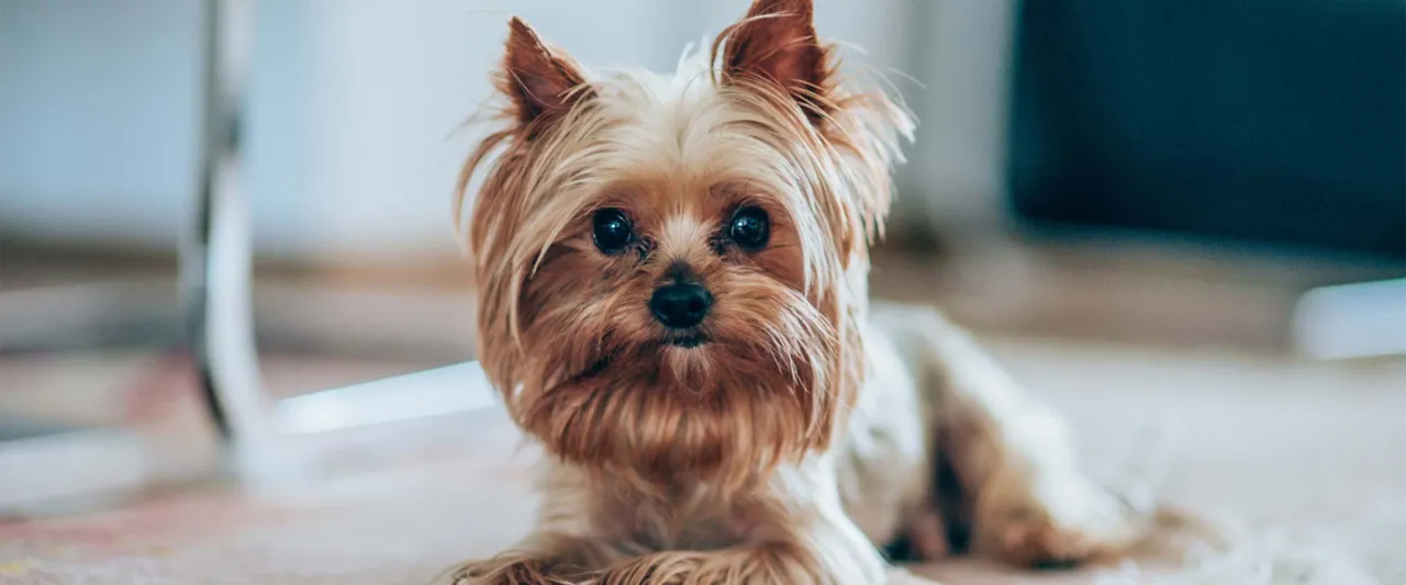 Czy york ma sierść? Odkryj prawdę o włosach yorkshire terriera