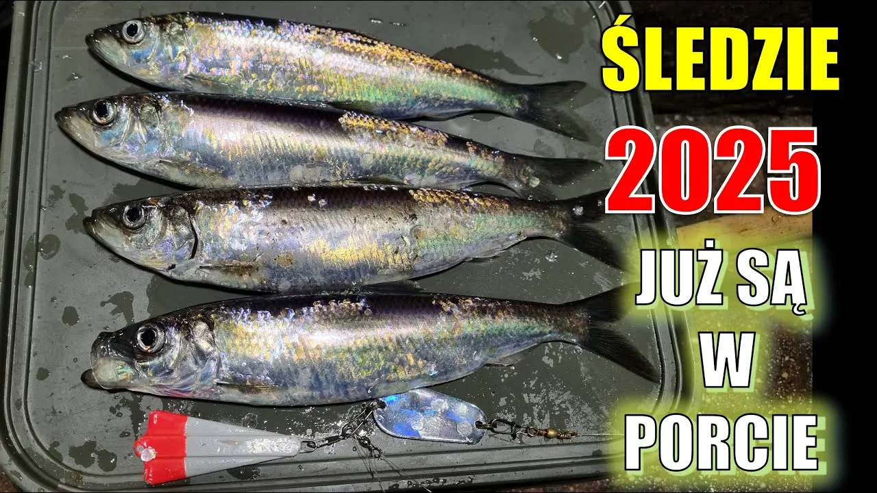 Choinka śledziowa: Jak złowić więcej śledzi w Bałtyku?