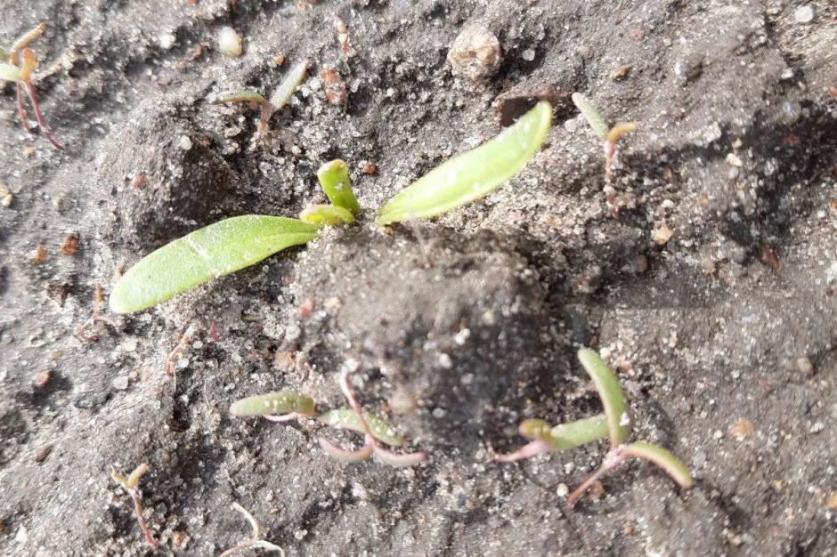 Komosa chwast: jak skutecznie zwalczyć i wykorzystać w kuchni