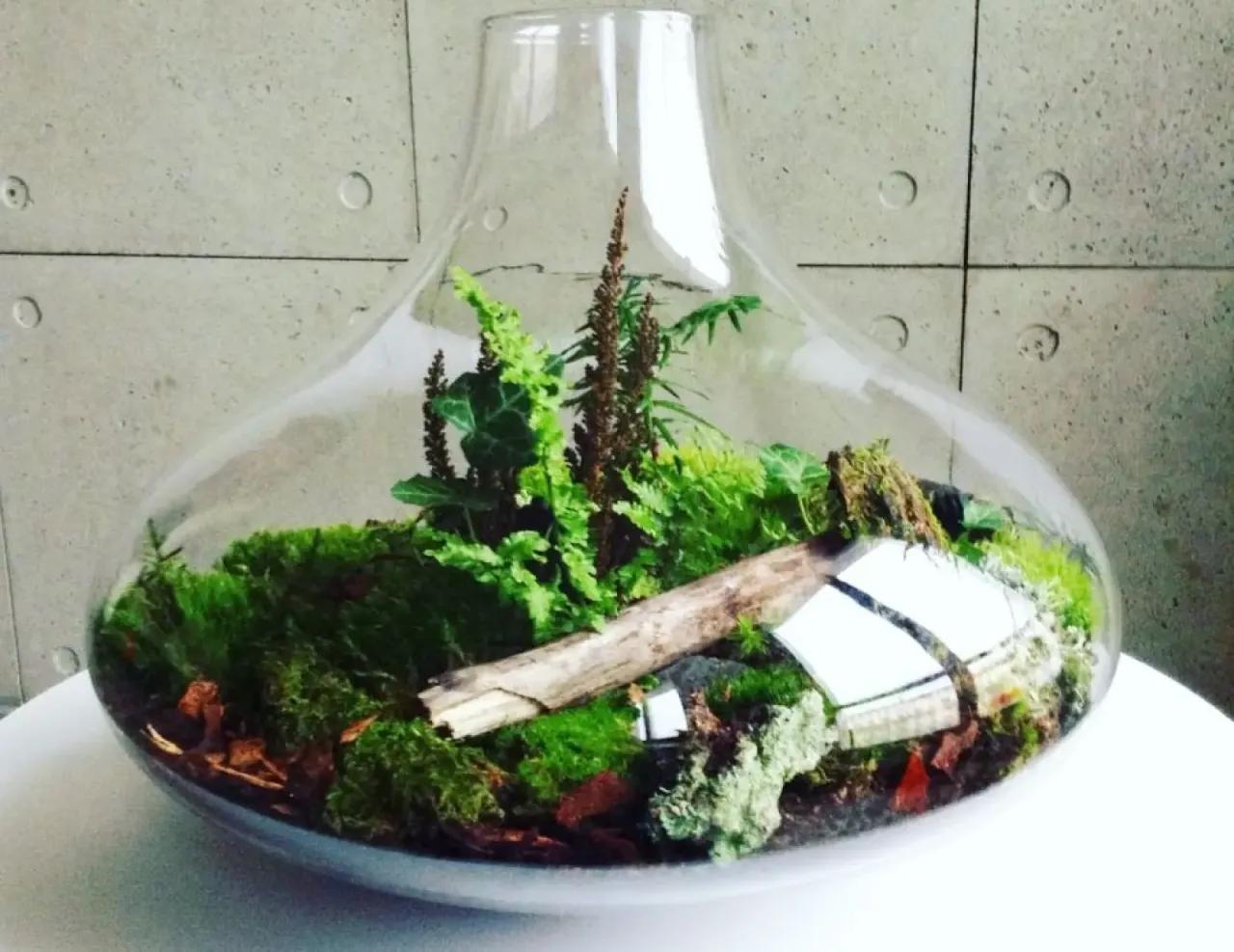 Magiczny ogród w szkle: Prosty sposób na zielone mini-królestwo w domu