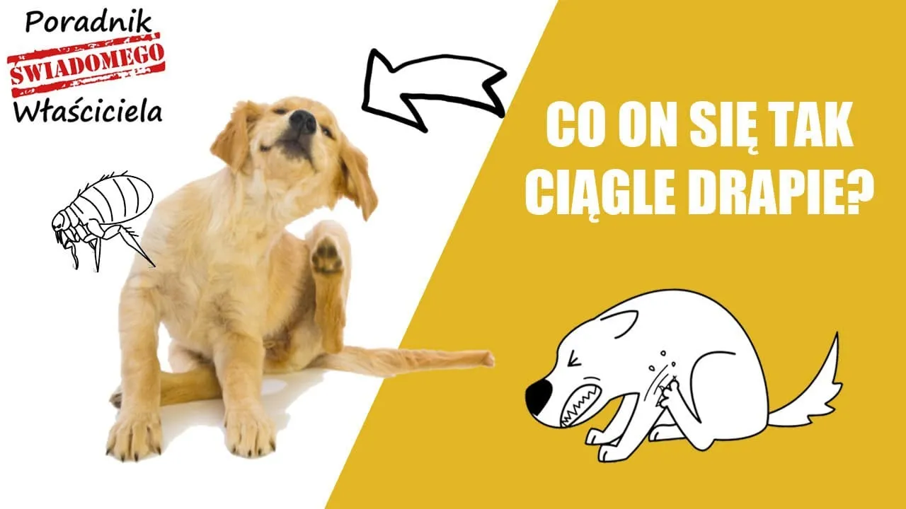 Dlaczego pies się drapie a nie ma pcheł? Zagadka drapania u psów
