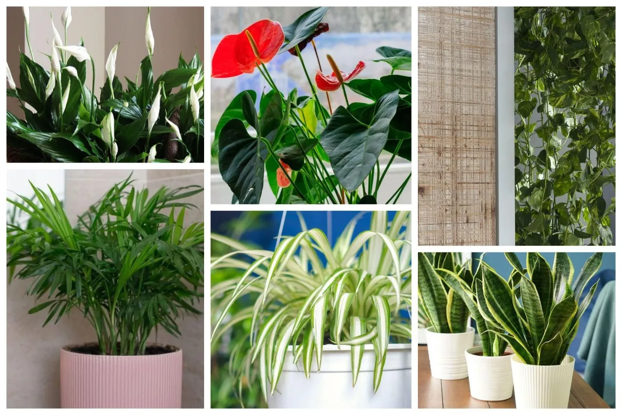 Rośliny oczyszczające powietrze: TOP 7 na smog w Twoim domu