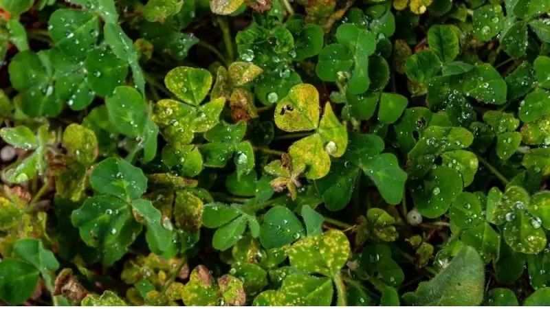 Jak rozpoznać chwast podobny do koniczyny i skutecznie go usunąć