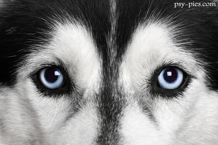 Jak wygląda Siberian Husky? Poznaj wzorzec rasy i kolory oczu!