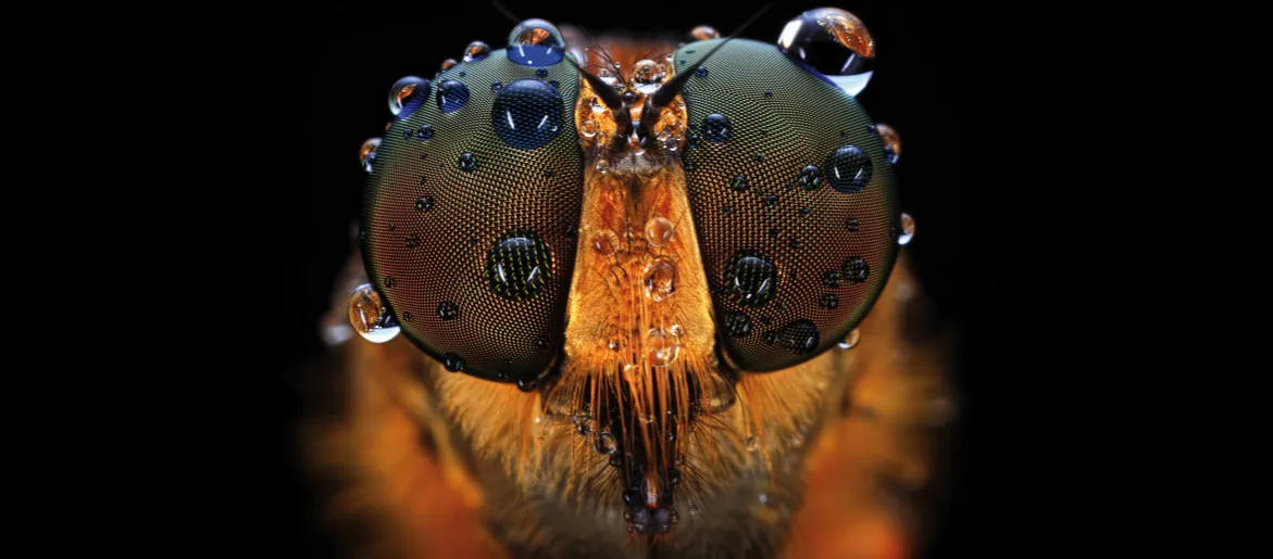 Co to jest makro w aparacie i jak wykorzystać ten tryb w fotografii?