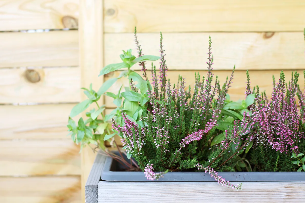 Jak pielęgnować wrzosy na balkonie, by uniknąć najczęstszych błędów