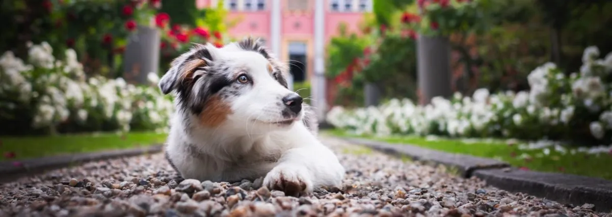 Gdzie z psem na spacer w Poznaniu? Odkryj najlepsze miejsca dla psów