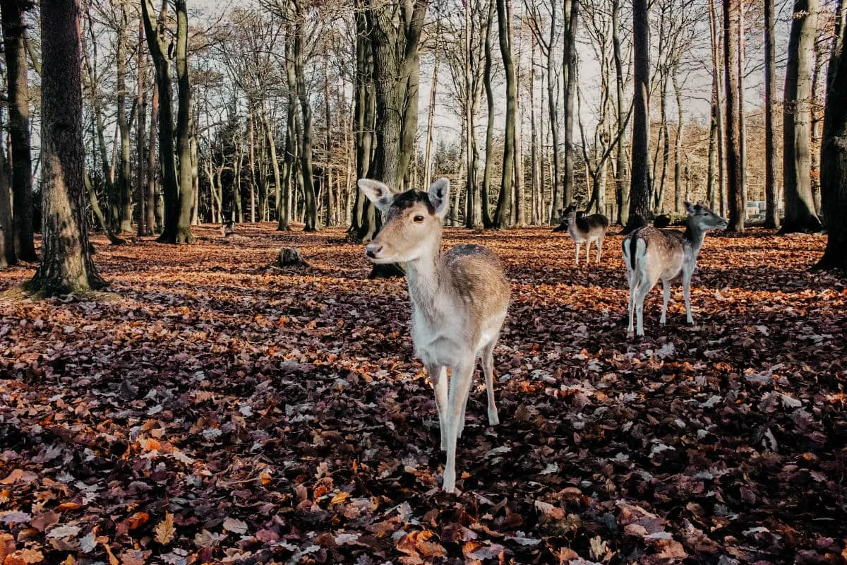 Wildpark Schwarze Berge: Alle Infos für Ihren perfekten Besuch
