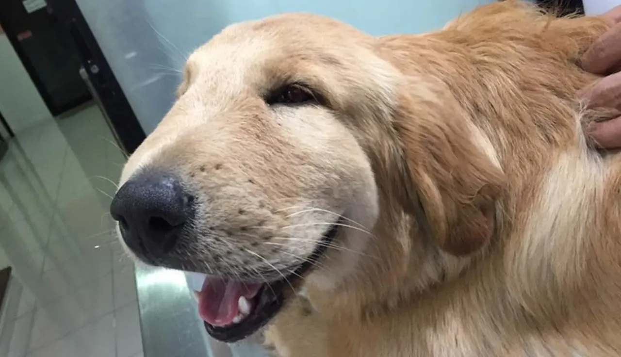 Opuchlizna po kleszczu u psa: Kiedy panikować, a kiedy nie?