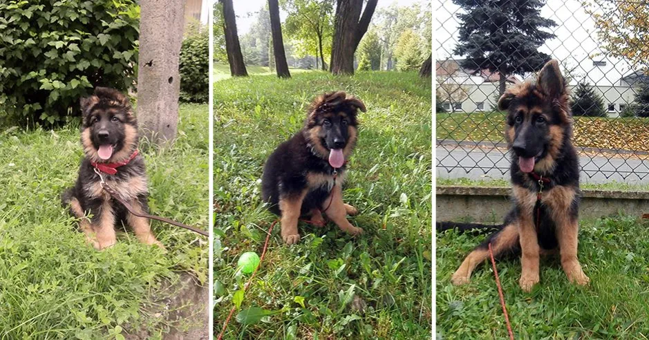 Ile powinien jeść 4 miesięczny owczarek niemiecki, aby zdrowo rosnąć?