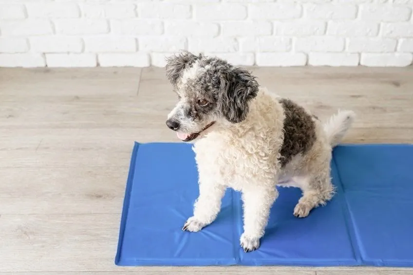 Jak wybrać idealną matę chłodzącą dla psa - uniknij przegrzania zwierzęcia