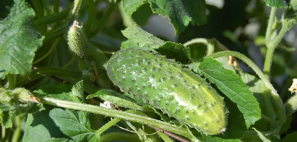 Najlepsze terminy na opryskiwanie ogórków, aby uniknąć chorób i strat