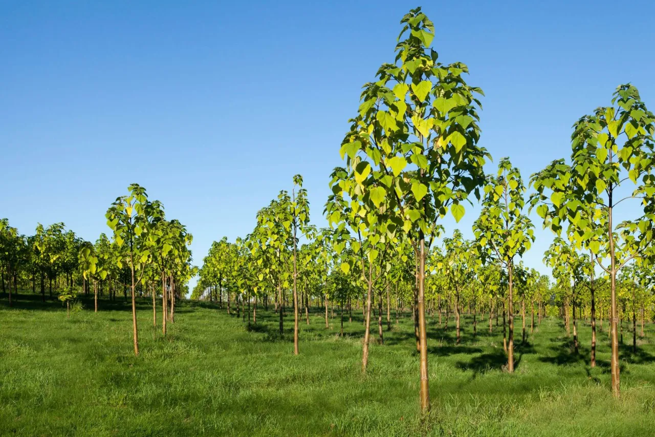 Drzewa tlenowe: Kiedy sadzić, by rosły 3m/rok? Poradnik Neli
