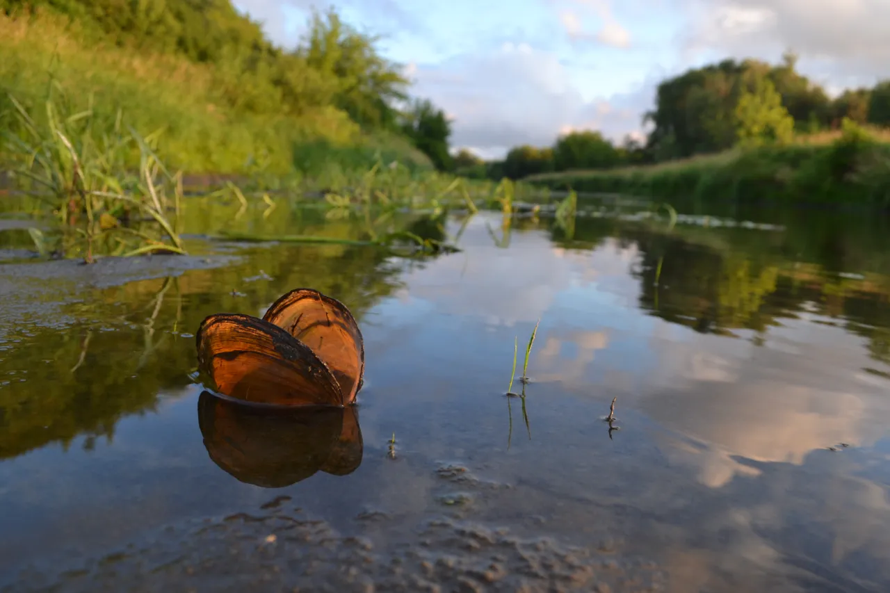 Krowia Wyspa: Kluczowa ostoja ptaków na Wiśle. Poznaj jej tajemnice.