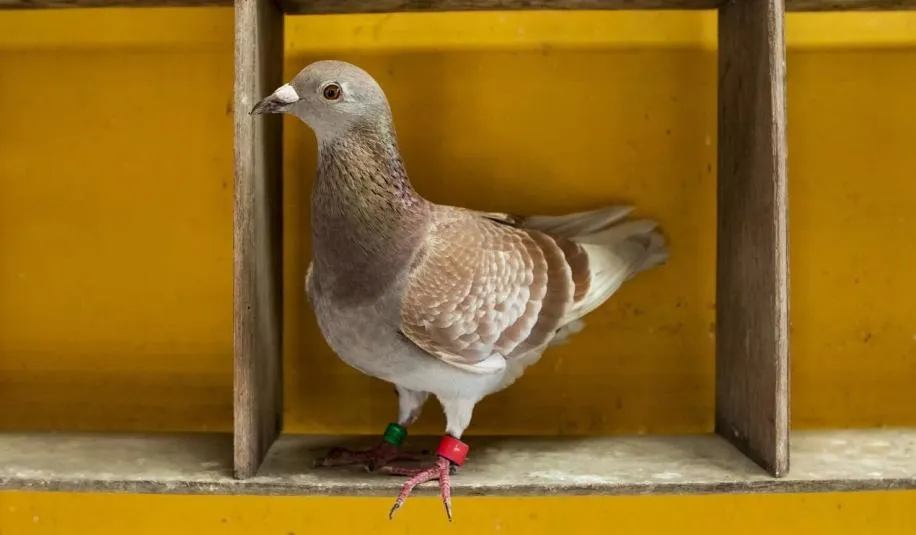 Co oznacza FCI na obrączce gołębia? Kluczowe informacje dla hodowców