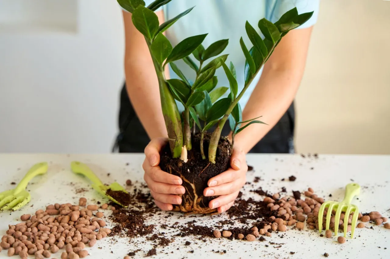 Ile keramzytu do donicy? Klucz do zdrowych roślin i drenażu