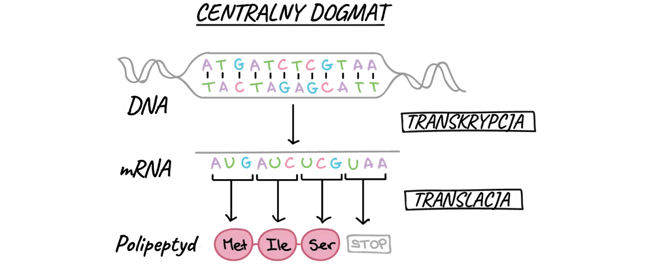 Co to jest transkrypcja w biologii i dlaczego jest tak ważna?