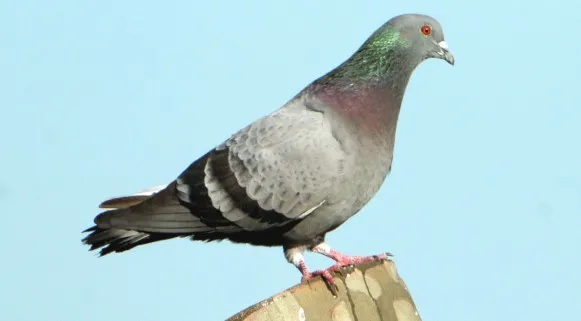 Jak znaleźć gołębia po obrączce i skutecznie skontaktować się z właścicielem