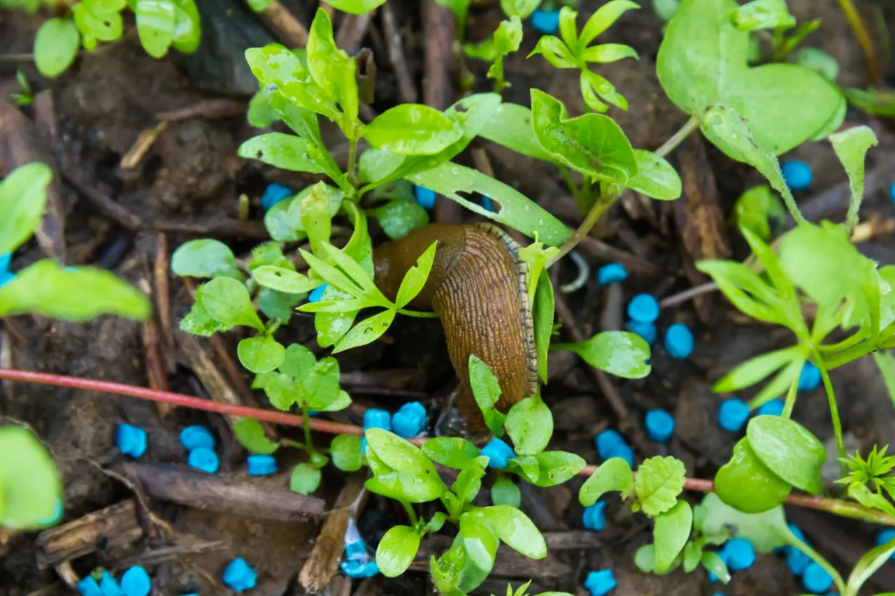 Jak stosować niebieskie granulki na ślimaki, aby uniknąć zniszczeń w ogrodzie