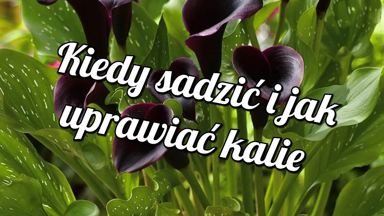 Kiedy sadzić kalie ogrodowe? Idealne terminy i warunki uprawy