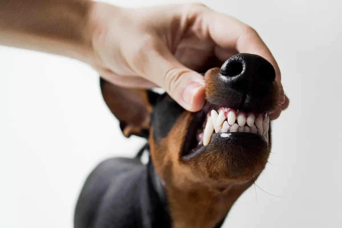 Czy szczeniakowi wypadają zęby? Wszystko o wymianie zębów i pielęgnacji