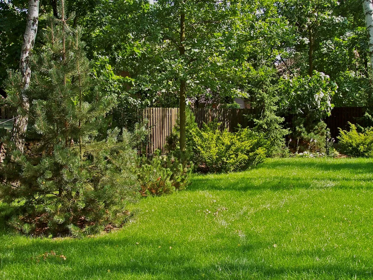 Jakie drzewa posadzić na działce, aby stworzyć idealny ogród?